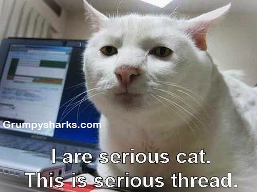 Sad Cat Meme