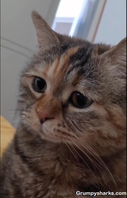 Sad Cat Meme