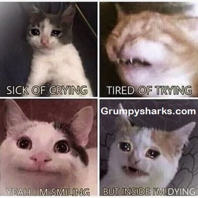 Sad Cat Meme 4