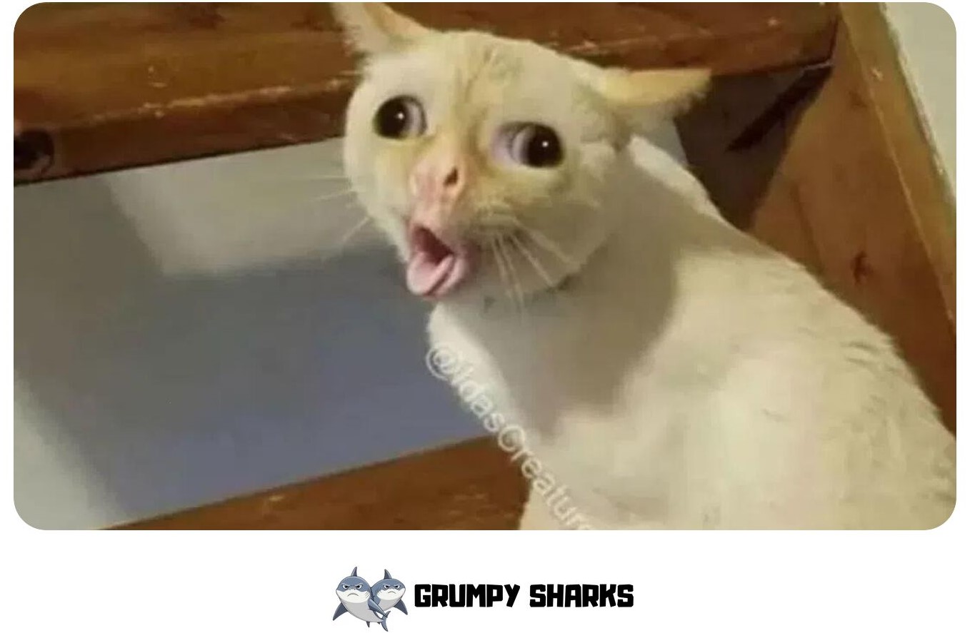  Cat Coughing Meme