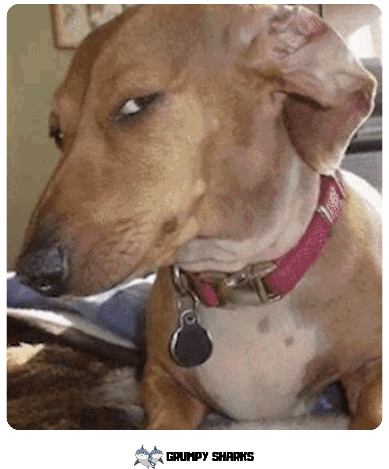 Dog Side Eye Meme