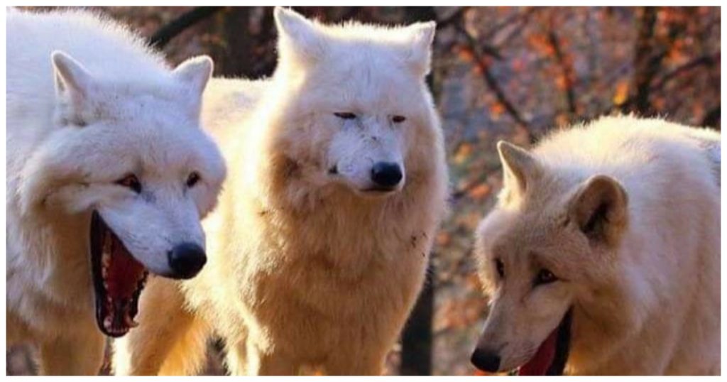 Wolf Meme
