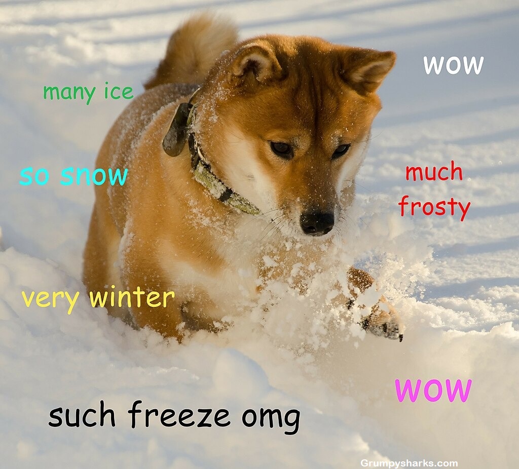  Doge meme