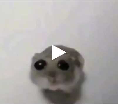 Hamster Meme