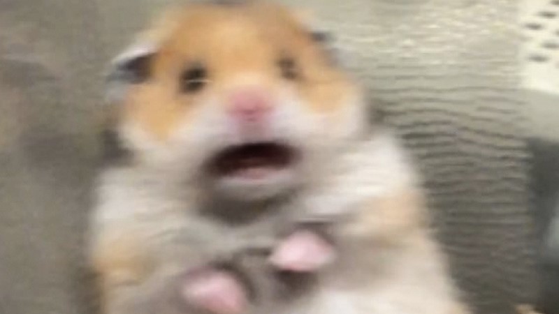 Hamster Meme