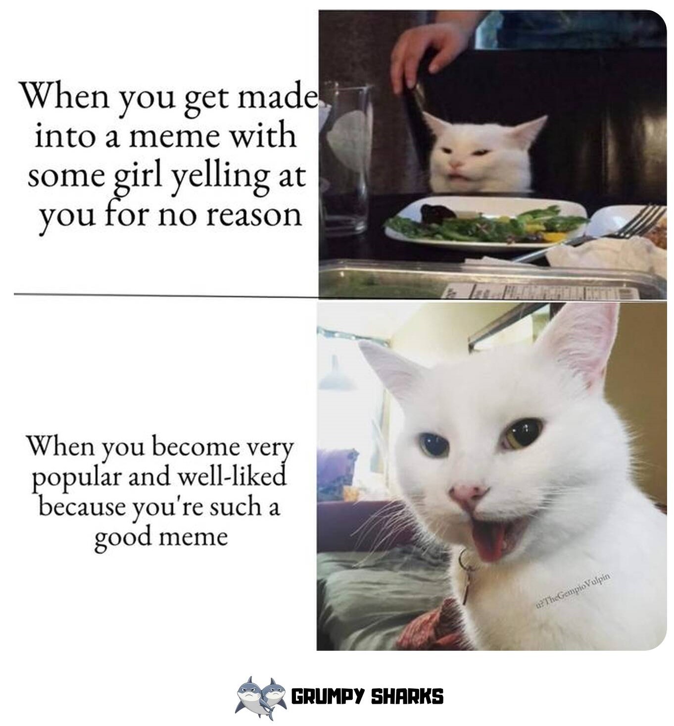 White Cat Meme 