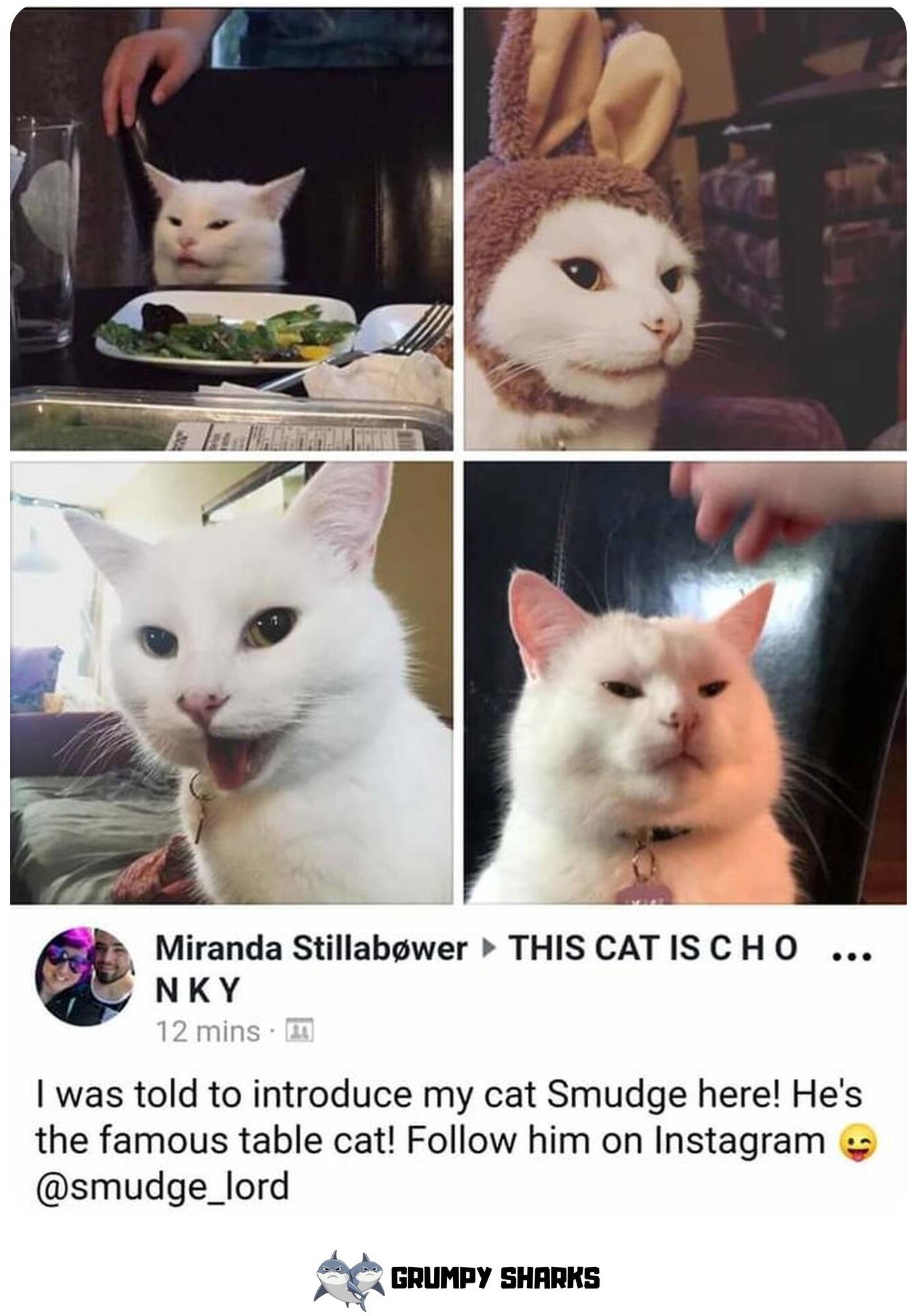White Cat Meme 