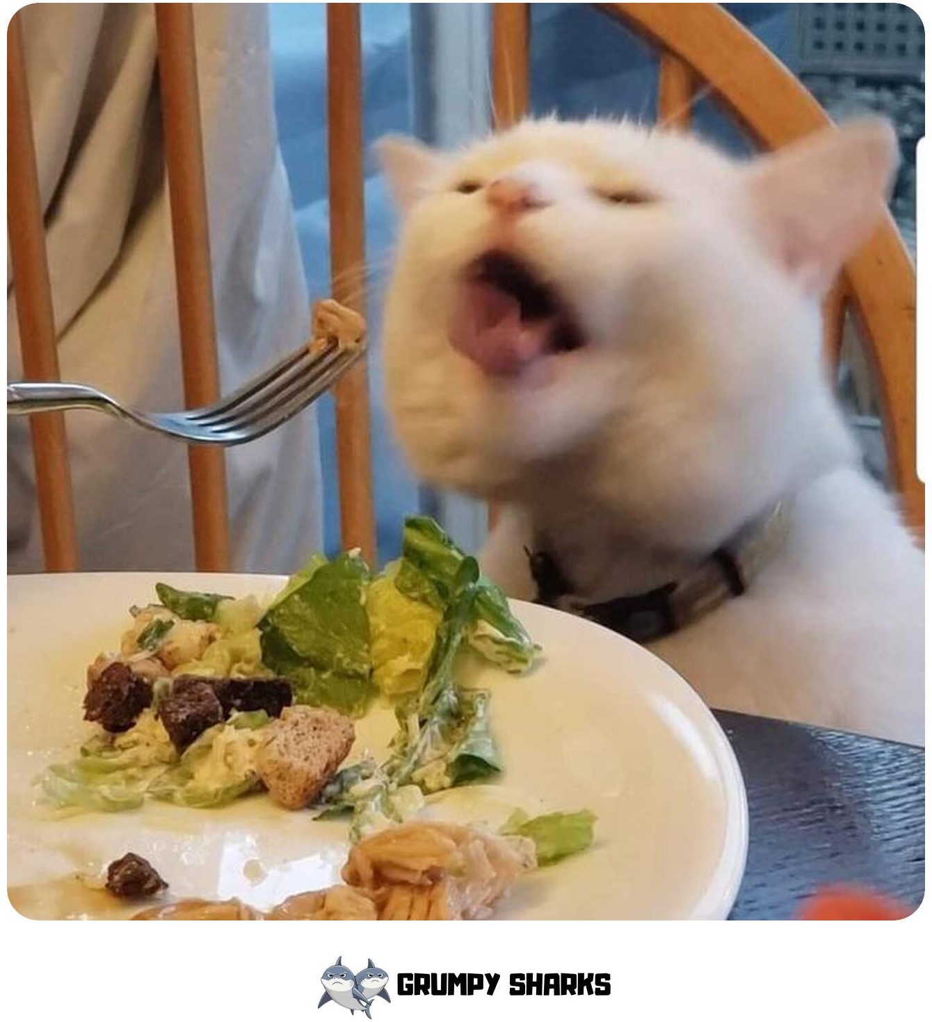 White Cat Meme 