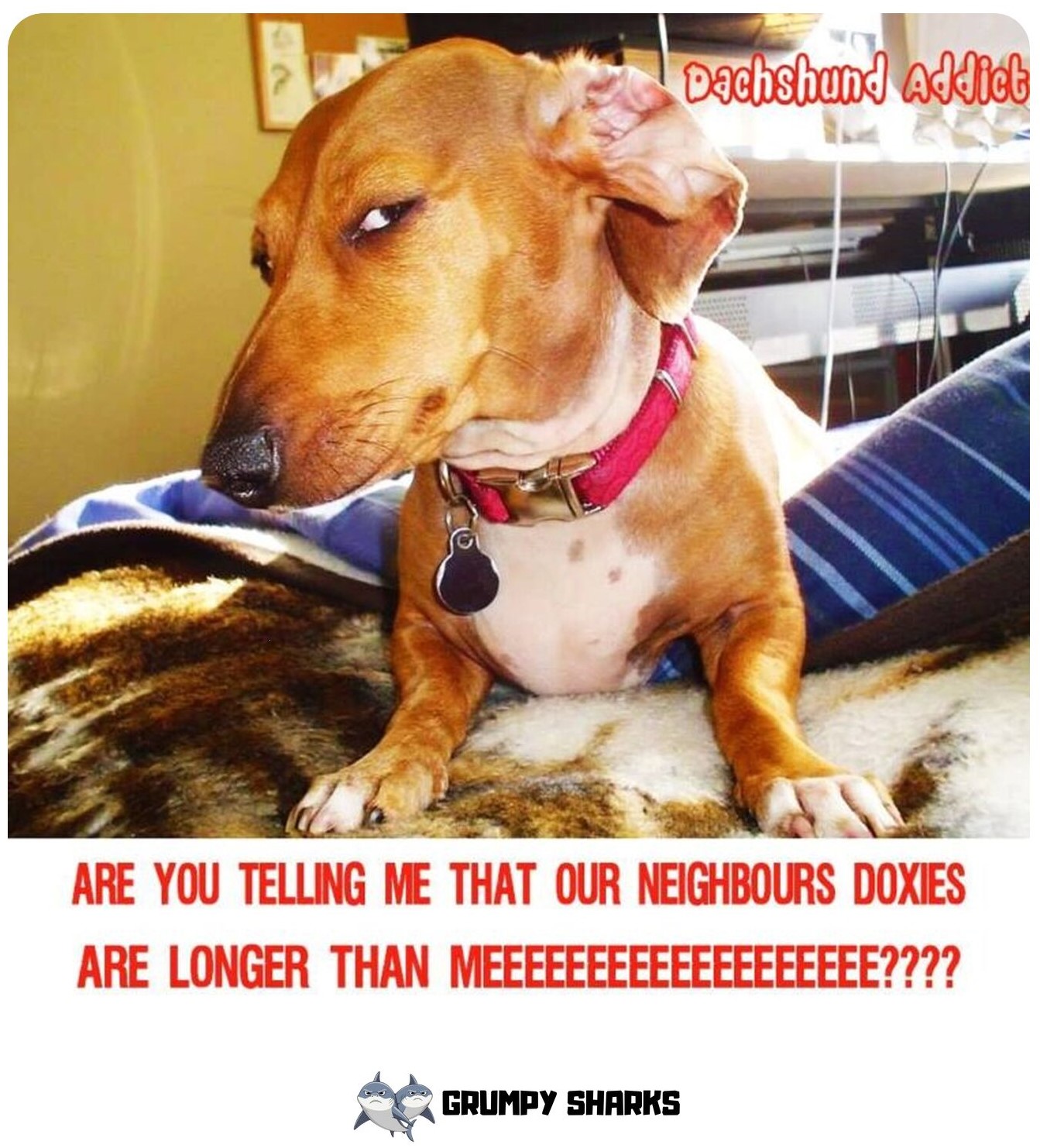 Dog Side Eye Meme