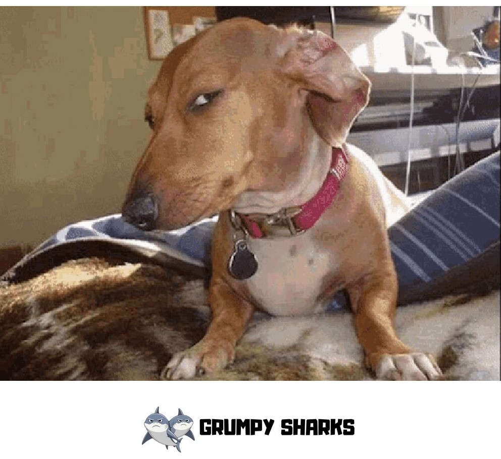 Dog Side Eye Meme