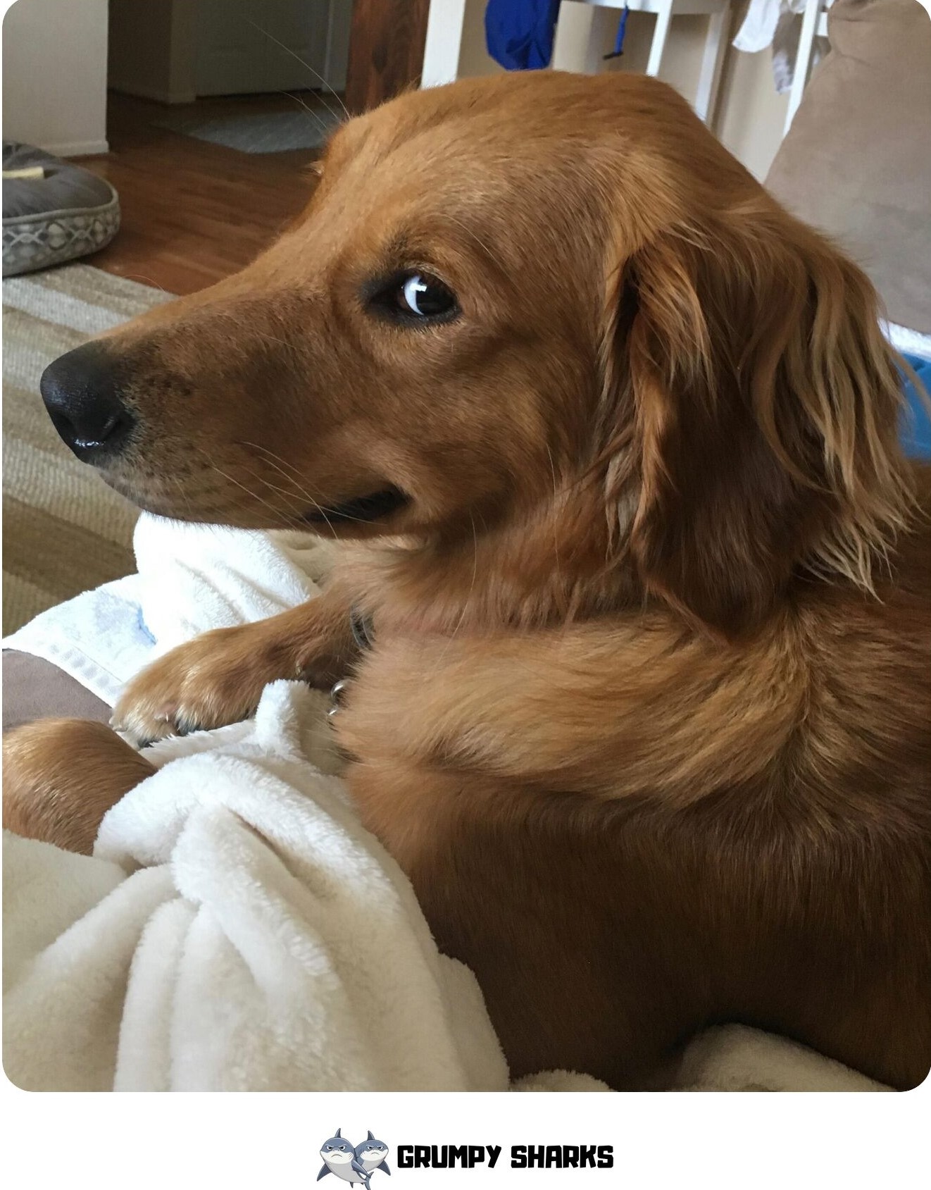 Dog Side Eye Meme