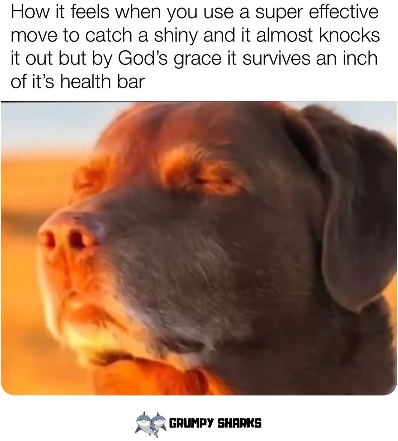 Cooked Dog Meme