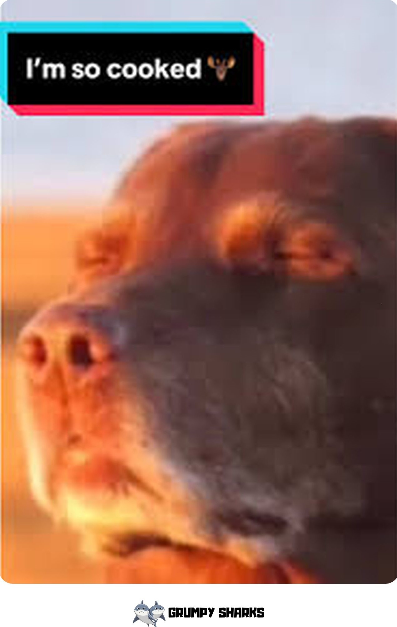 Cooked Dog Meme