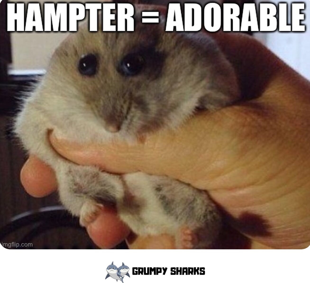 Hamster Meme