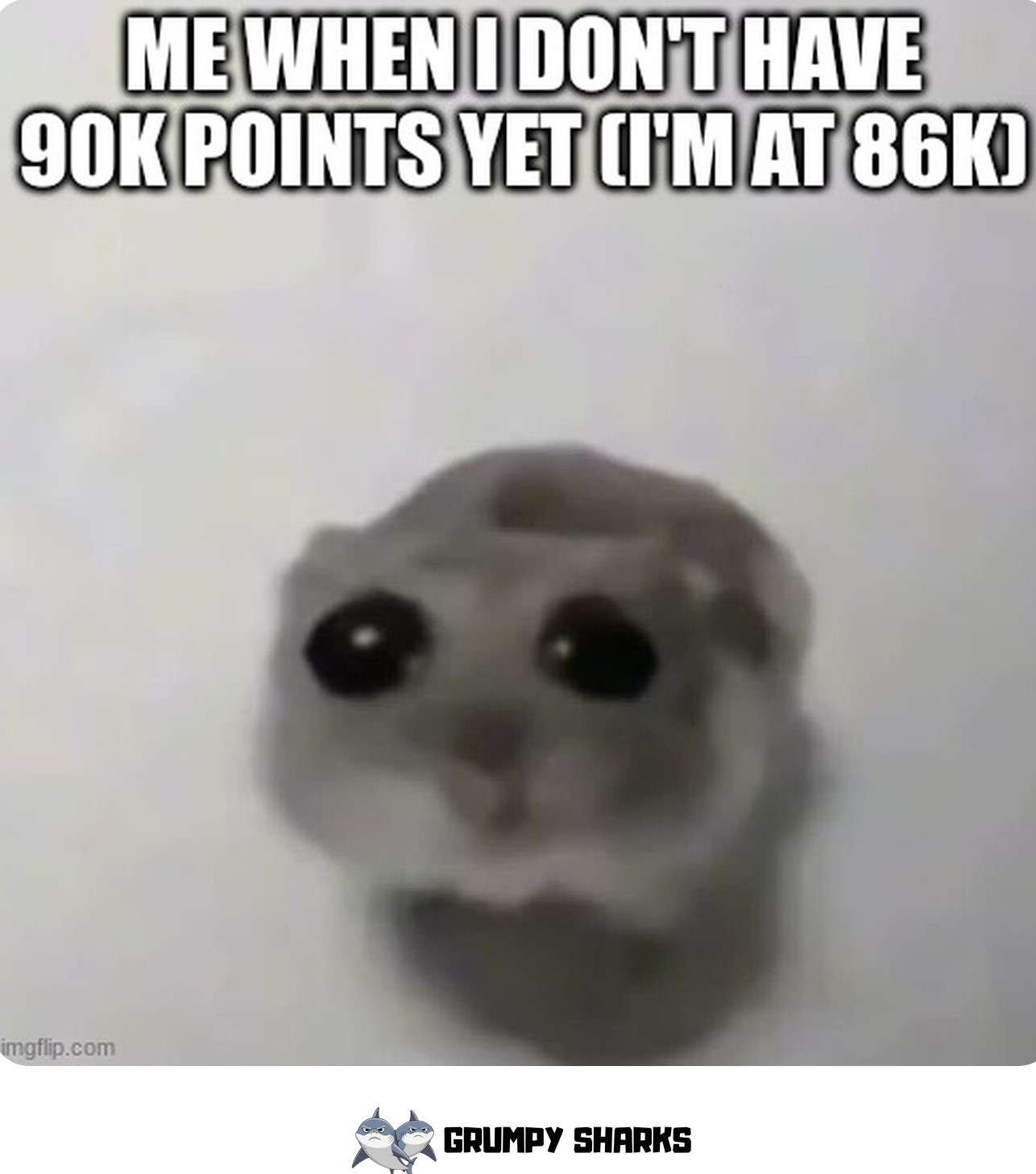 Hamster Meme