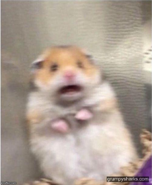 hamster