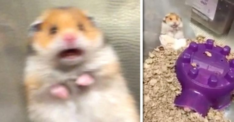 The Story Behind The “Scared Hamster” Meme: How One Tiny Face Became A Symbol Of Sudden Panic