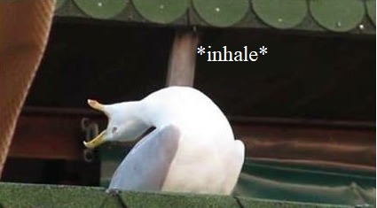 How The “Inhaling Seagull” Meme Became A Screaming Symbol Of Drama And Intensity