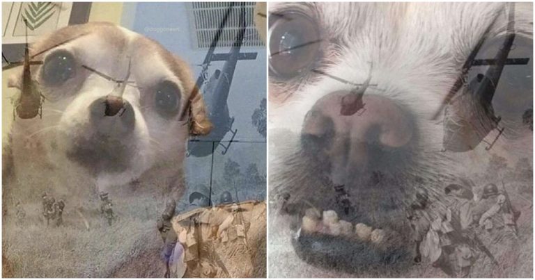 How The PTSD Chihuahua Meme Became The Face of Social Anxiety Online